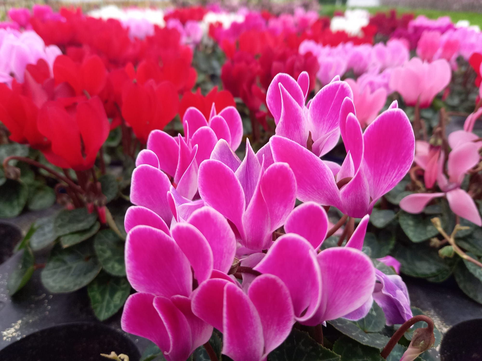 WhatsApp Image 2021-10-04 at 130919