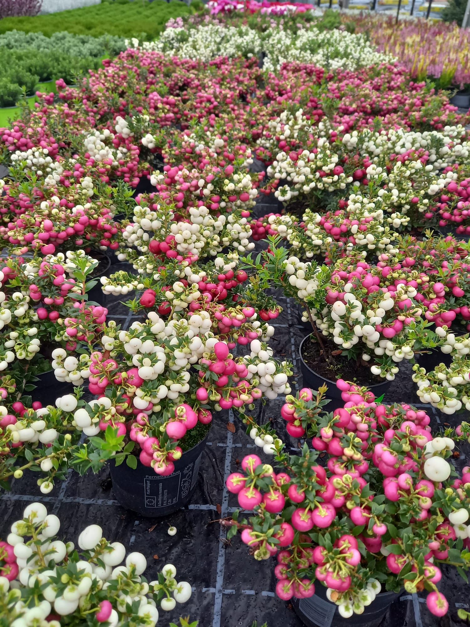 WhatsApp Image 2021-10-04 at 130919 3